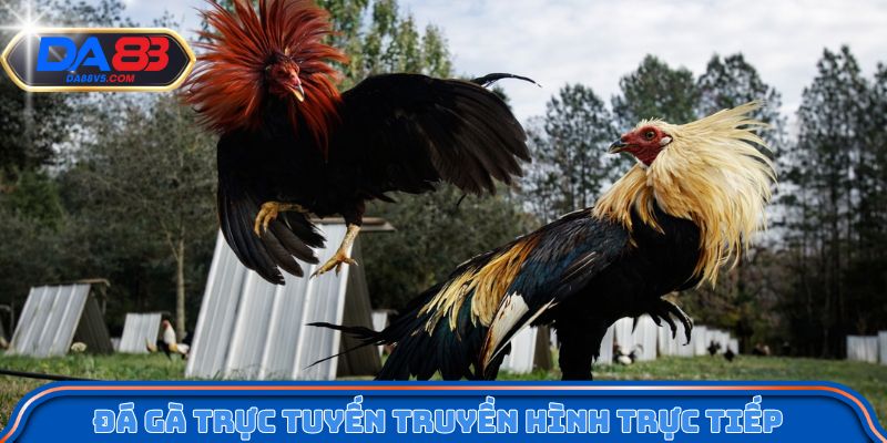 Thông tin cơ bản về sân chơi đá gà WS5