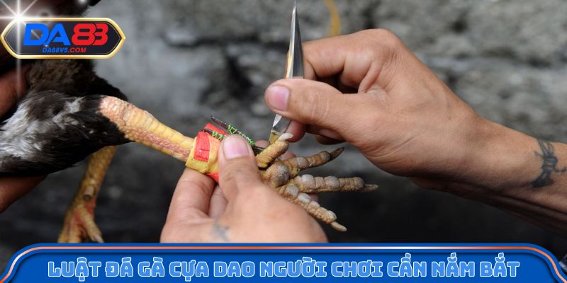 Đá Gà Cựa Dao Da88 - Mỗi Trận Đấu Là Một Pha Quyết Định 3 Luật đá gà cựa dao người chơi cần nắm bắt