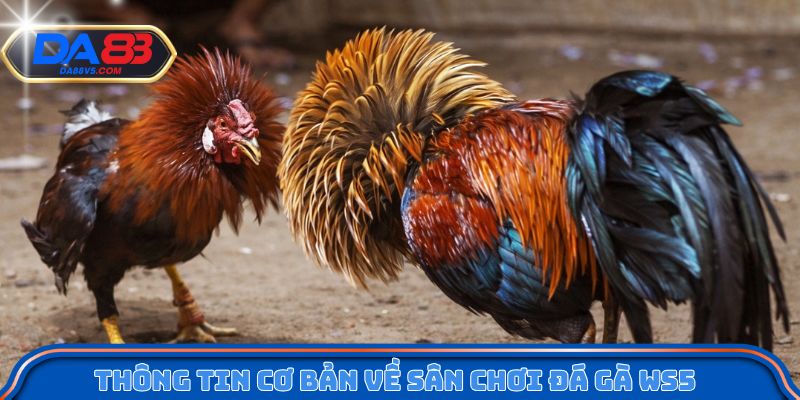 Đá gà trực tuyến được truyền hình trực tiếp rõ nét